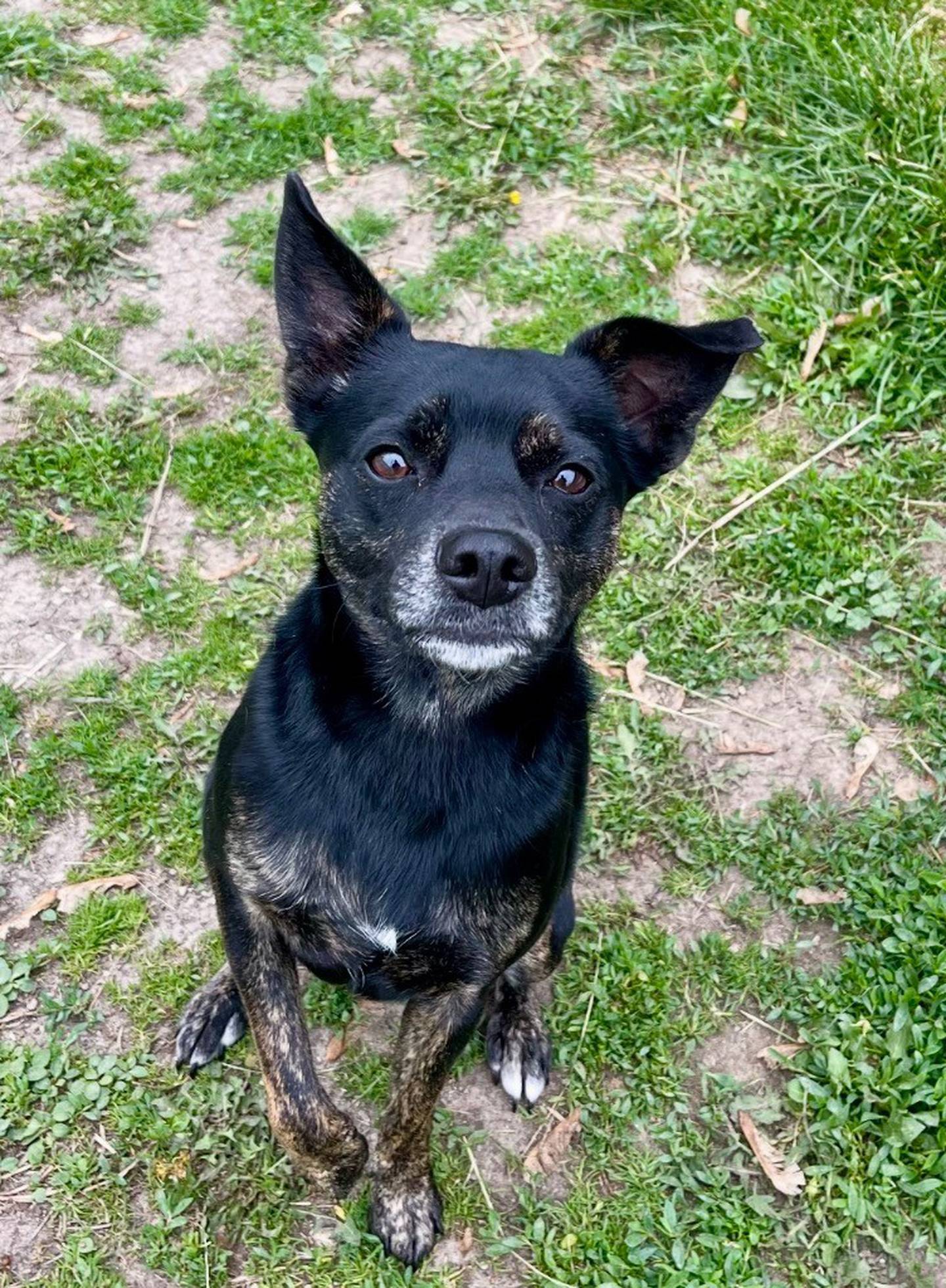 Scout is a sweet 20-pound terrier/Chi/cattle dog type mix who loves to be with people and receive attention. He knows “sit” and “paw” and will happily offer those commands, even when no one asks him. Scout got along with small dogs at animal control but has not been a fan of other dogs since arriving at the shelter.  Contact the Will County Humane Society at willcountyhumane.com and follow the instructions for the adoption process.
