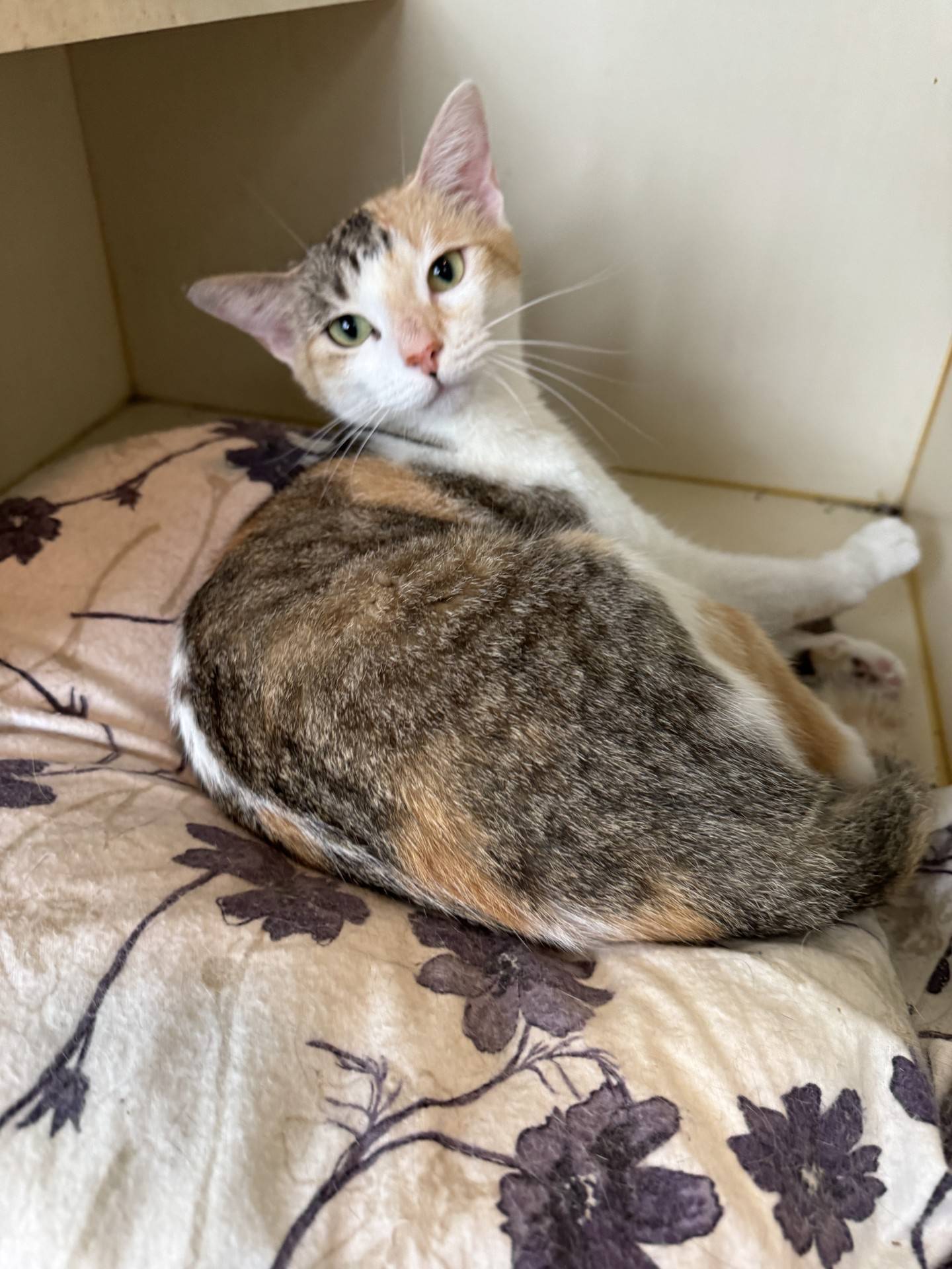 Ellie is a 9-month-old kitten that was found as a stray. She is friendly, curious, silly and playful. She would be a great addition to any home and family.  To meet Ellie, email Catadoptions@nawsus.org with any questions or to meet her. Visit nawsus.org.