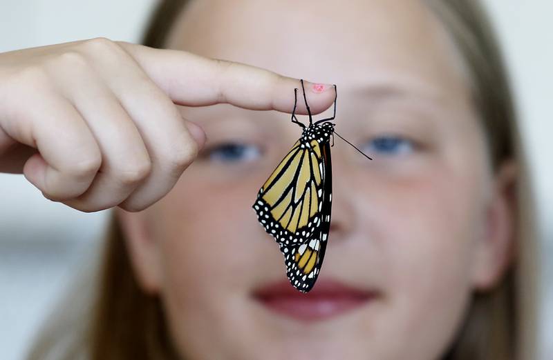 Annakate Wagner looks at a monarch butterfly on Friday, June 14, 2024, at her home in Cary. The family has a milkweed patch and raises butterflies in their backyard.