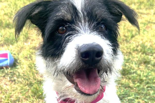 ‘Elegant, scruffy’ dog aims to fetch forever family