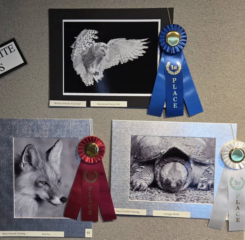 Black & White Animal

1st      Michael Schmitt of Grayslake for “Determined Snowy Owl”
2nd     Stacey Greenhill of Wheeling for “Red Fox”
3rd      Stacey Greenhill of Wheeling for “Unhappy Model”