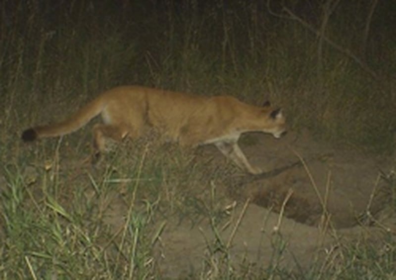DNR confirms this photo of a large cat taken by a trail camera 10 miles north of Winterset is a mountain lion.