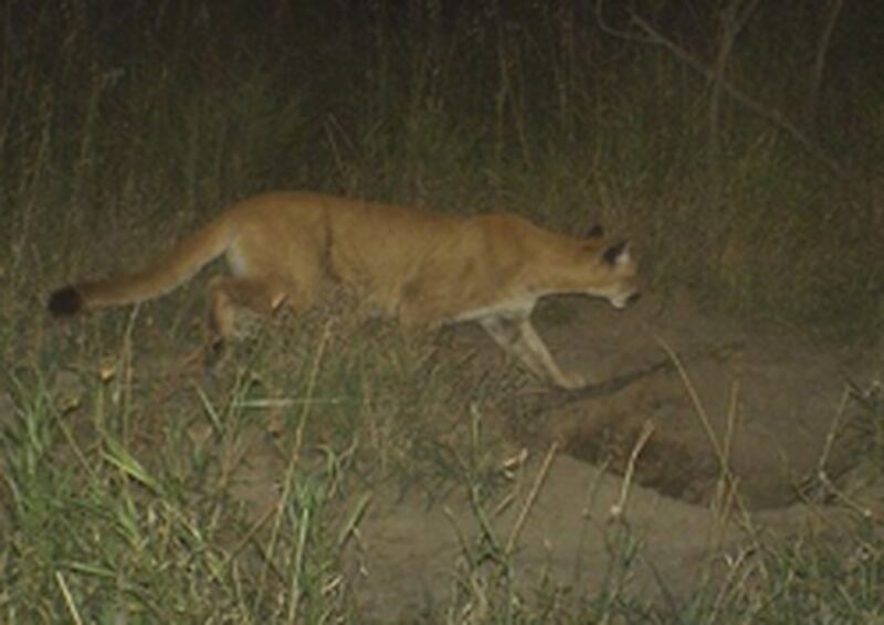 DNR confirms this photo of a large cat taken by a trail camera 10 miles north of Winterset is a mountain lion.