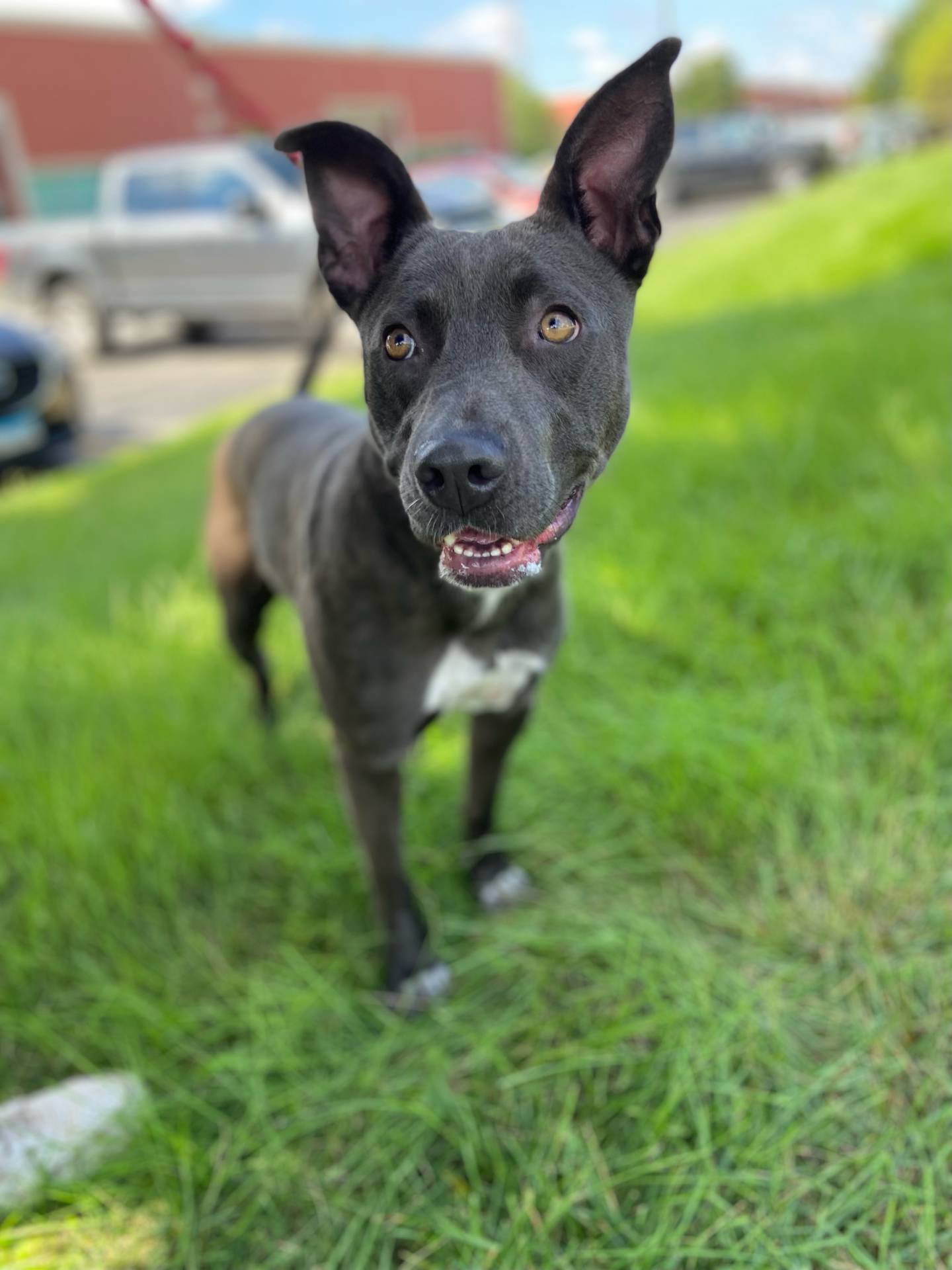 Bella is a 2-year-old terrier that was relinquished when her owners could no longer care for her. She is smart, house-trained, and knows some basic commands. She is playful and loves other dogs. To meet Bella, email Victoria at victoria@nawsus.org. Visit nawsus.org.