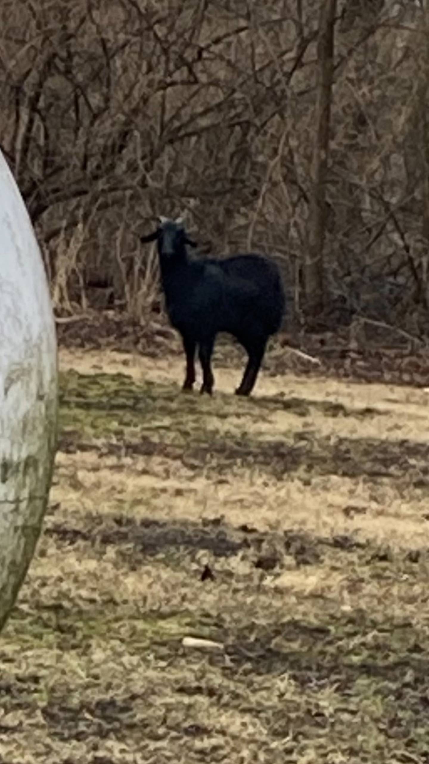 The goat was last seen on West O'Malley Road outside of Kinsman.