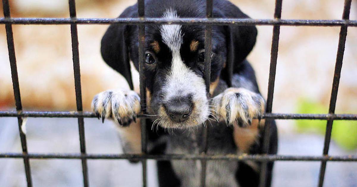 Assisi Animal Foundation In Crystal Lake Celebrates 30 Years Shaw Local