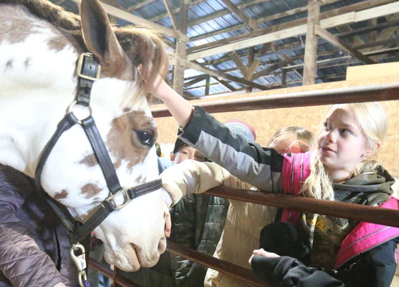 Katie Carton, a fourth-grade student at Bureau Valley, pets a painted horse during the 29th annual Ag Fair on Thursday, March 20, 2025 at the Bureau County Fairgrounds in Princeton. This year, approximately 325 students from Princeton, La Moille, Depue and Bureau Valley schools attended the fair. The Ag. Fair featured 14 different learning centers. Stations ranged from dairy, embryology, safety, pork, corn, seed science, conservation, beef soybeans, pollination, technology, equipment and animals. The fair was started by the Farm Bureau Women's Committee and the Bureau County Ag Coalition Committee.