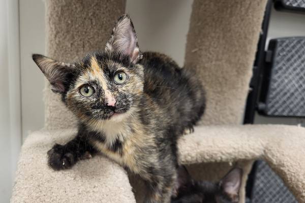 Playful kitten, 3 siblings hope to be adopted as package deal