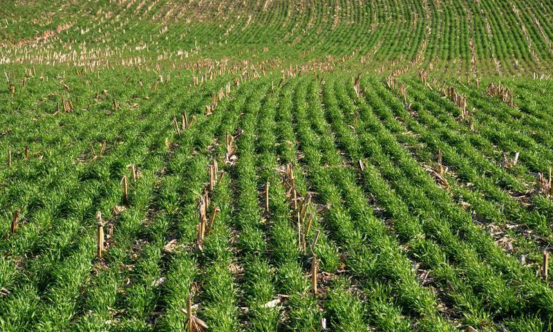 Cover crops, with their ability to reduce erosion and promote soil health, are being planted across more land than ever.