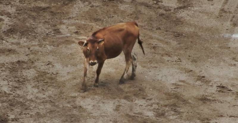After being forced to the ground, a steer is seen with a misshapen horn. Screenshots used with permission from SHARKonline.org