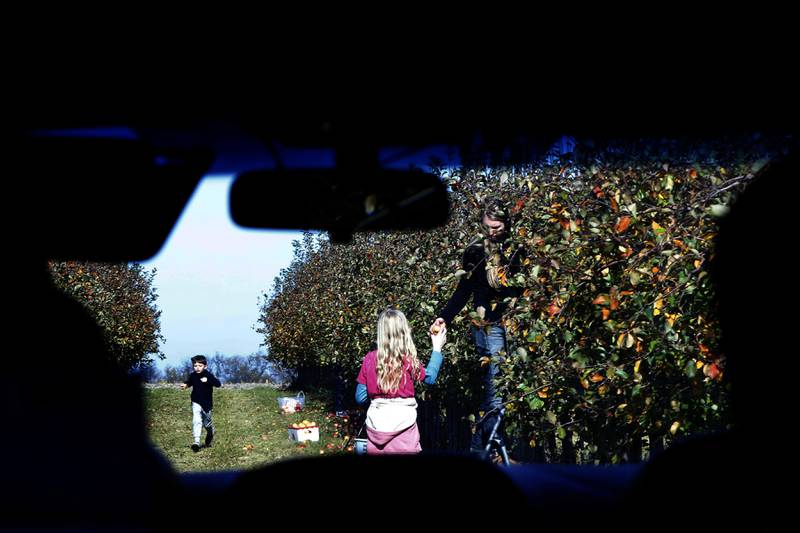 Kasi Steinman, 16, hands a freshly picked apple to her sister, Ewa, 12, on Thursday, Nov. 7, 2024, while picking apples for the La Grange Bible Church Food Pantry at Stade's Farm north of Johnsburg. Every year at the end of the season, Stade's Farm owner Vernon Stade invites nonprofits, food pantries and other organizations to come pick what's left in their fields for free.