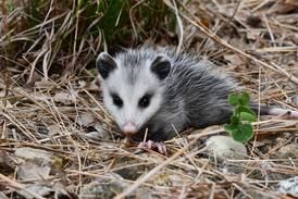 It’s best to leave baby animals in the wild alone, Illinois wildlife agency cautions 