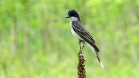 Good Natured in St. Charles: Naming the natural world around us