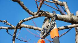 With spring approaching, now is the time for tree pruning
