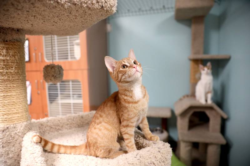 Dutchess, a cat available for adoption at Anderson Humane  in South Elgin. Animal rights advocates are backing a bill that would ban cat declawing. Those who adopt cats from Anderson Humane have to agree not to get the cats declawed.