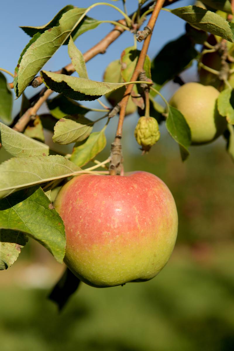 Sun Crisp apples ready for the picking at the Jonamac Orchard in Malta on Wednesday, Sept. 28, 2022.