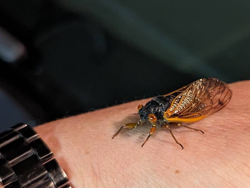 Miles from home, a displaced cicada sits, silently, as his next adventure awaits.
