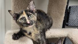 Playful kitten, 3 siblings hope to be adopted as package deal