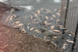 Why were scores of fish found dead in a McHenry County Conservation District preserve?