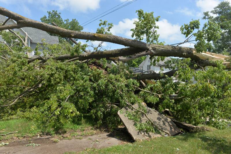 A large tree blown over by Friday's early morning storm at the corner of Van Buren and W. Fourth Street in Dixon, pulled up a portion of the sidewalk when it crashed to the ground. ComEd workers were dispatched to the area to repair damaged electrical lines and poles to restore power to residents in the area as temperatures climbed into the mid 90s.