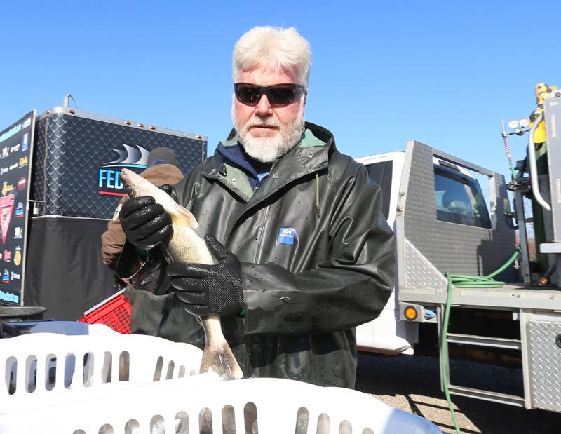 Illinois Department of Natural Resources fish biologist Randy Petges sorts through Saugers and Walleye's during the National Walleye Tour National Walleye Tour Masters Walleye Circuit on Saturday, March 23, 2024 at the Spring Valley Boat Club. The IDNR collects fish and releases them through the Sauger program.