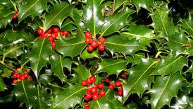 Down the Garden Path: Holly, mistletoe and holiday traditions