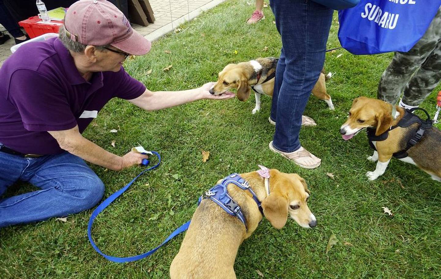 Beagle adopter Gregory Alfson hands out treats during a reunion for rescued beagles held by Anderson Humane Saturday at Brilliance Subaru in Elgin.