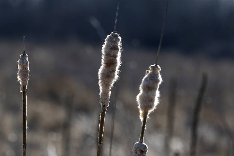 Cattails at the McHenry County Conservation District's Elizabeth Lake Nature Preserve Varga Archeological Site on Wednesday, March 6, 2024, The wetland area near Richmond along the Wisconsin Board is  composed of every stage of wetland. The area also a habitat for  29 species of native fish, 200 species of plant life, 55 species of birds, 15-20 butterfly species, and 20 state threatened and endangered species