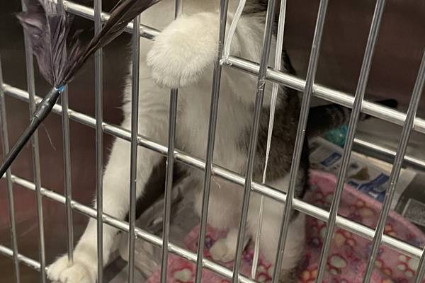 Will County Animal Protection Services cared for 884 animals in 2025