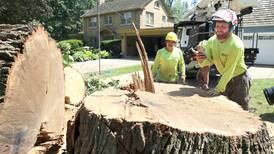 Historic DeKalb oak tree felled by rot, area residents recall its legacy