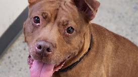 Happy dog ready for belly rubs in forever home