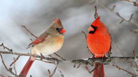 Down the Garden Path: Illinois winters provide unique bird watching opportunities