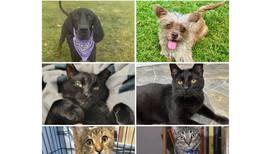Will County Pets of the Week: Dec. 15, 2025