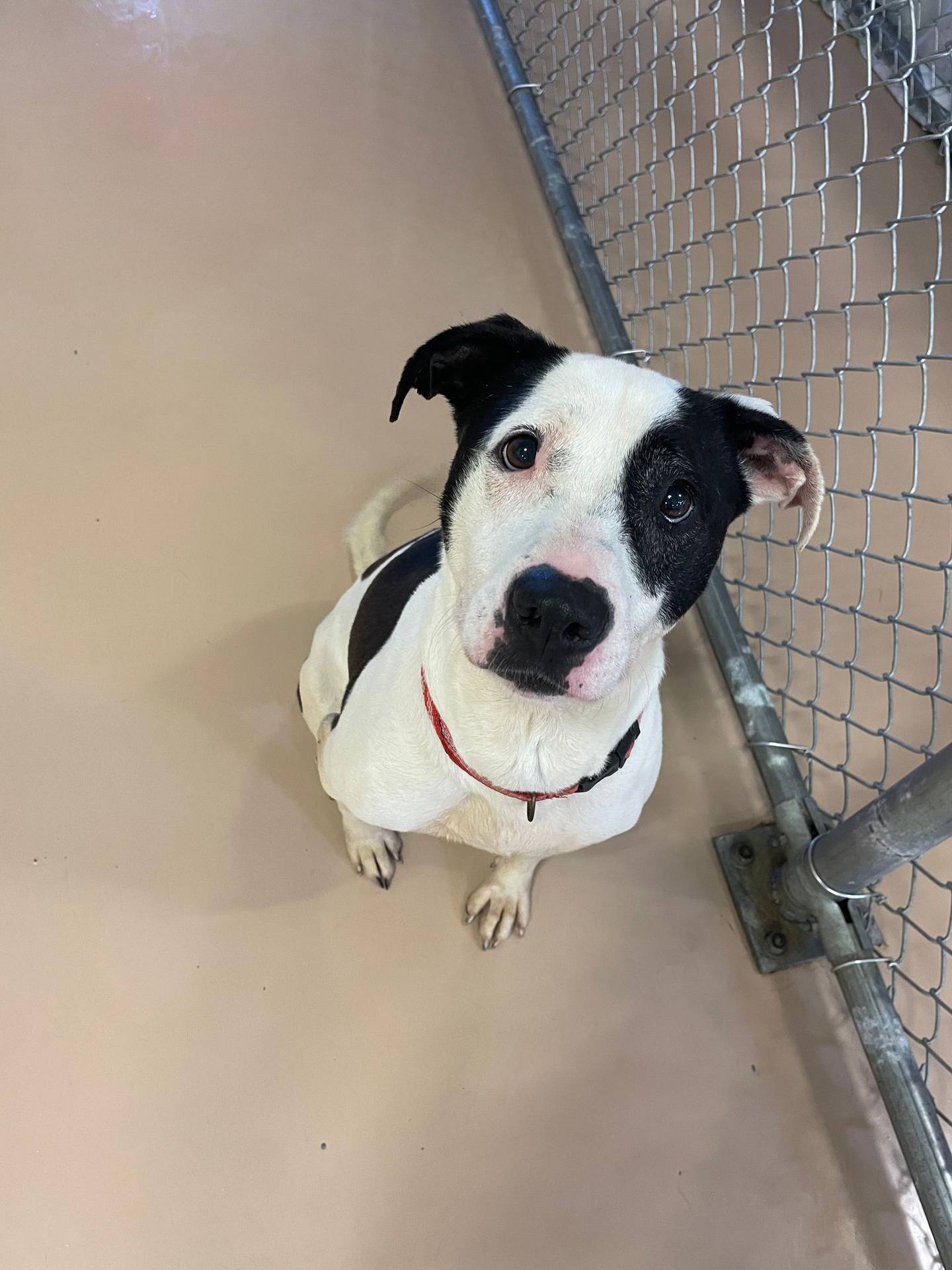 Pearl is a 6-year-old terrier mix. She is laid-back and friendly. She loves everyone she meets and dogs that are calm like her. She loves to go on walks and lounge in her doggy bed. To meet Pearl, email Victoria at victoria@nawsus.org. Visit nawsus.org.