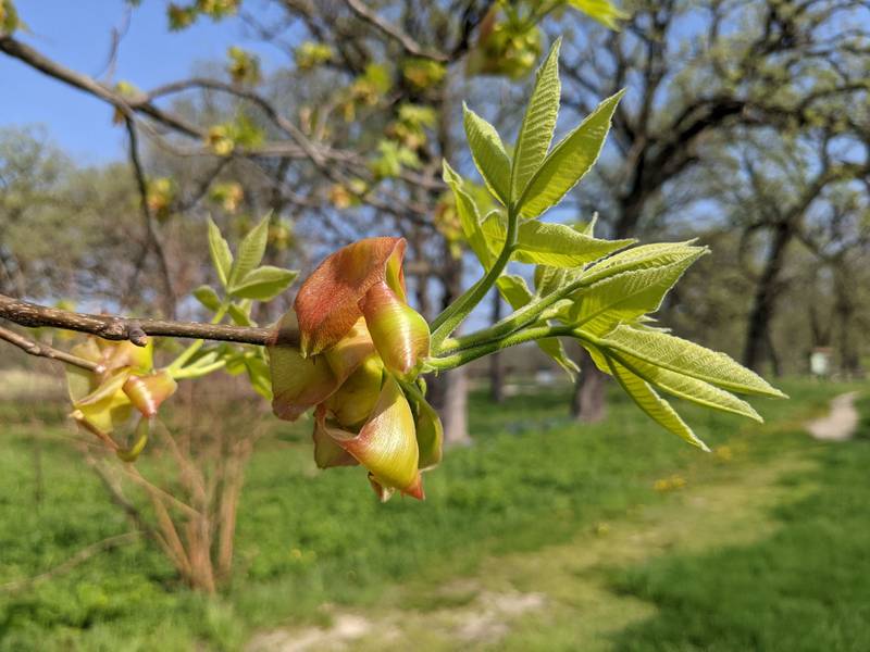 Curly and colorful, the opening leaf buds of the shagbark hickory sometimes are mistaken for exotic flowers in bloom.