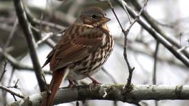 Good Natured in St. Charles: Fox sparrows forage by dancing The Twist