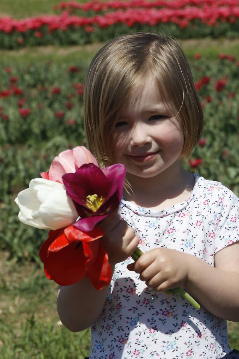 Lainey Brinkmann, 3, of Crystal Lake, holds a bouquet of tulips during the Earth Day opening of the  Richardson Farm Tulip Festival on Wednesday, April 22. More than 1 million vibrant flowers in over 75 varieties will be in bloom. About 350,000 new tulip bulbs were planted in the fall of 2025 in a butterfly pattern near a private lake on the property, said George Richardson. Hours are 10 a.m. to 6:30 p.m. The festival typically lasts for two to three weeks, depending on the blooms.