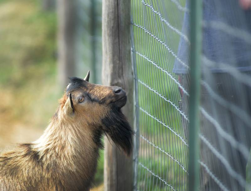 A male Nigerian dwarf dairy goat checks out a visitor at Ponto Ranch during the Ogle County Farm Stroll near Chana on Sunday, Oct. 12, 2025. Ponto Ranch is owned and operated by Tim and Dede Ponto.