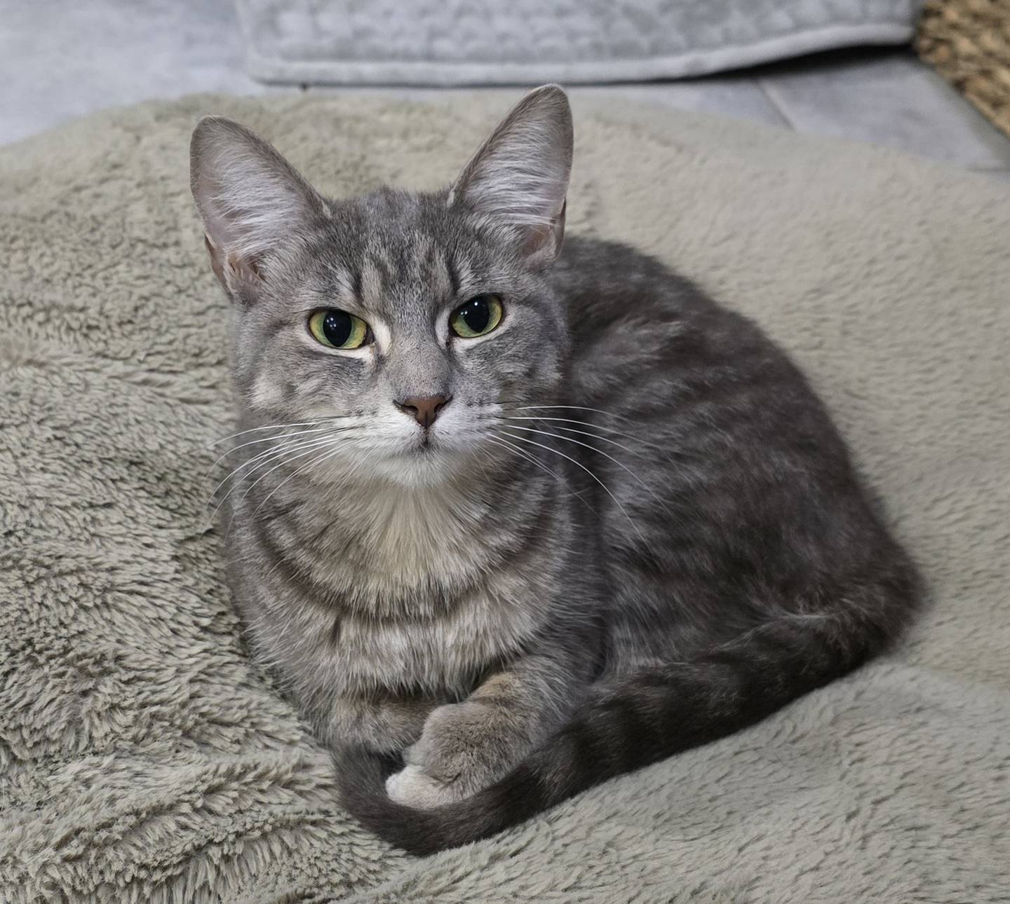 Denali is a sweet, playful and loving polydactyl. She loves her cuddles - especially when people first wake up and right before bed. She chirps for treats and attention. Denali does well with other cats, dogs and even children and will definitely need a home with kitty playmate. Don’t have one? We are happy to discount a second adoption fee by 50%. To meet Denali, visit ForgetMeNotRescue.com/adoptables.