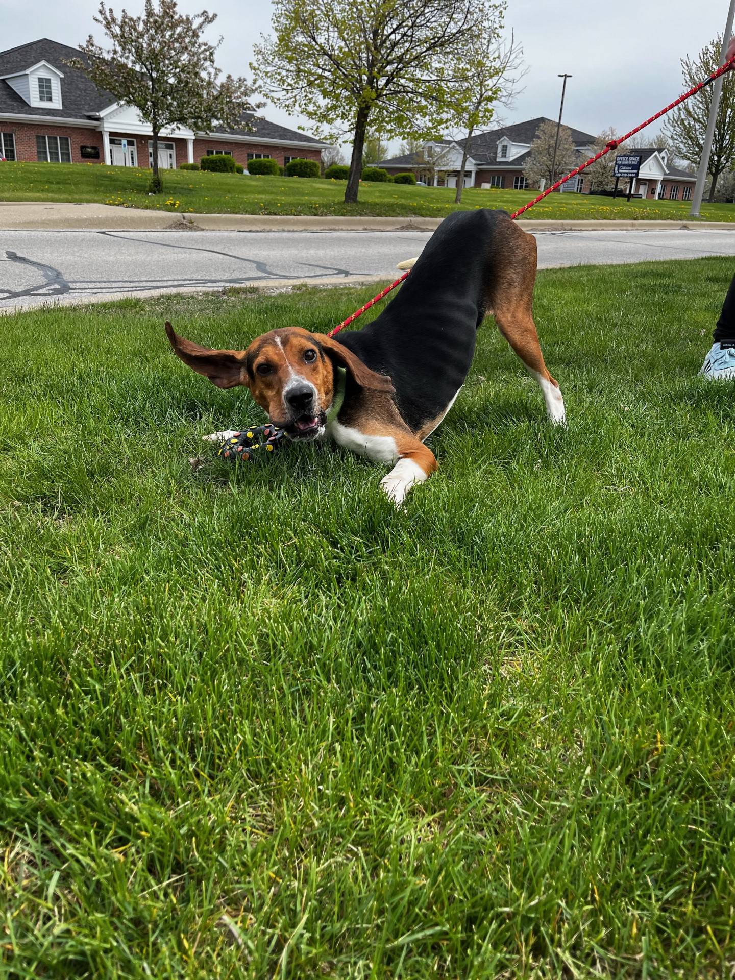 Maverick is a 5-year-old coonhound mix that was rescued in southern Illinois. He loves the outdoors and walks. He loves to play and can entertain himself with toys. He also loves other dogs and needs a home with a dog that matches his energy level. He is not a fan of cats. Maverick needs a loving and compassionate adopter to see him through heartworm treatment. To meet Maverick, Dogadoption@nawsus.org. Visit nawsus.org.