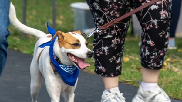 Mutt Strut returns to DeKalb Saturday