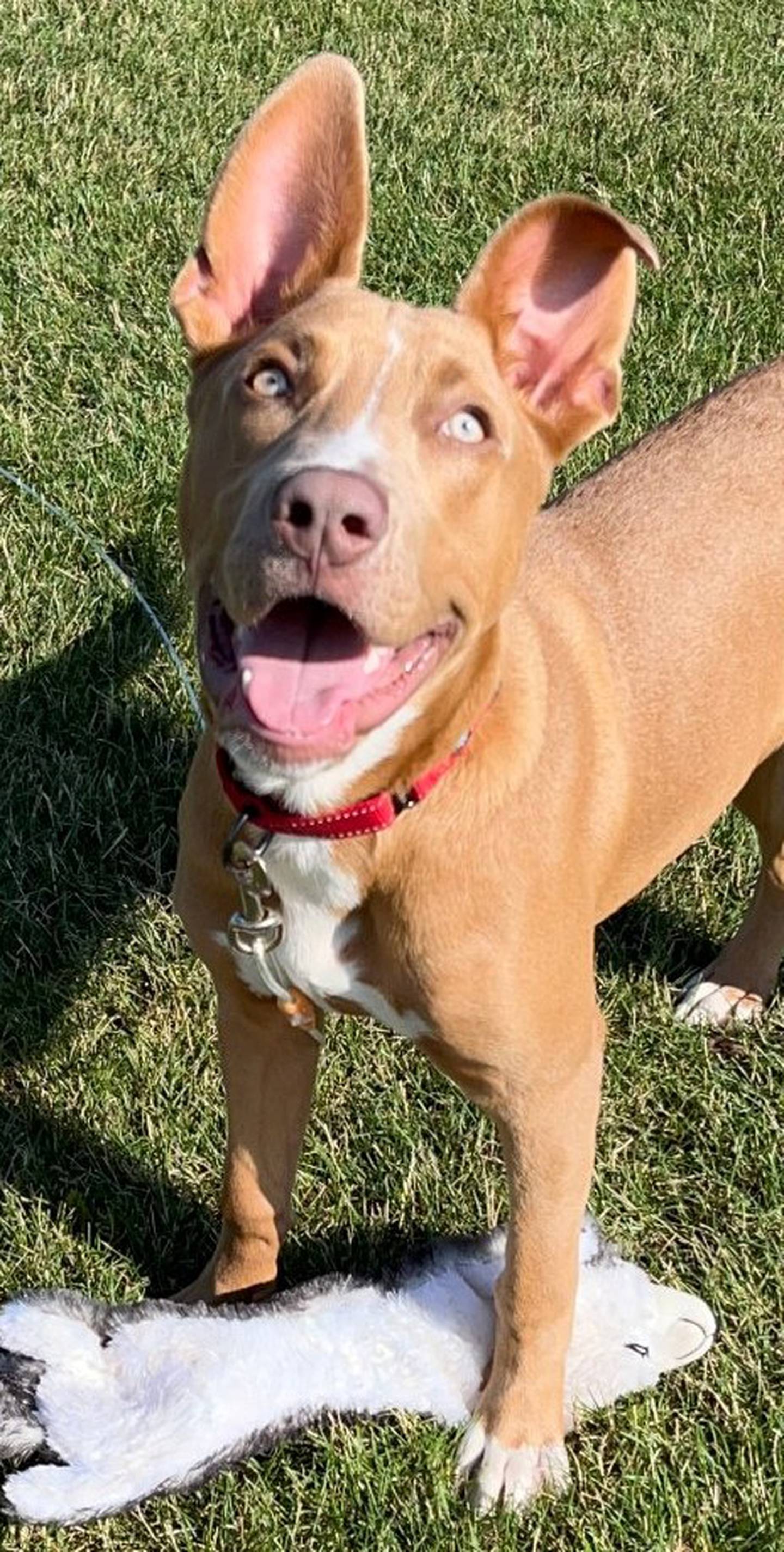 Munson is a 6-month-old pittie. He absolutely loves toys, even more than he loves treats. As soon as his big ears hear a squeaker, they perk up and flop around as he tries to catch it. He loves tug-of-war but will gently drop the toy on command. He does well with other dogs and doesn’t seem to mind cats. To meet Munson, call Joliet Township Animal Control at 815-725-0333.