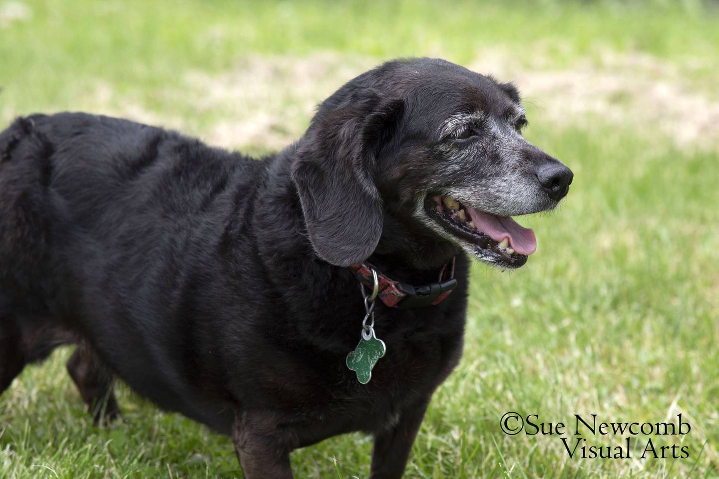 Ginny is a senior that was found as a stray. She is a possible Dachshund/beagle mix. Ginny is working on losing weight. She enjoys being with people and going for walks. Contact the Will County Humane Society at willcountyhumane.com and follow the instructions for the adoption process.