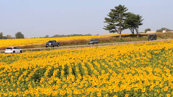 Photos: Commercial sunflower fields bloom along Interstate 80 in Bureau County
