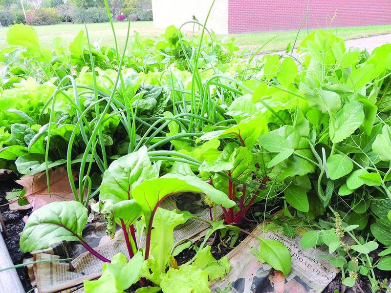 After six weeks, the gardens of the fifth-grade classes of Putnam County Elementary were ready to be harvested and enjoyed. The gardens included Swiss chard, radishes, onions, peas, basil and rosemary. Students were responsible for all aspects of the garden, from soil preparation, planting and watering to the harvest.