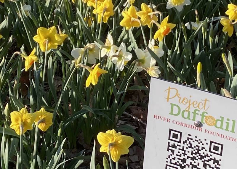 Daffodils planted by volunteers through the Daffodil Project, a community gardening event put on by the River Corridor Foundation, pictured blooming in Mount St. Mary Park, St. Charles, in March, 2023.