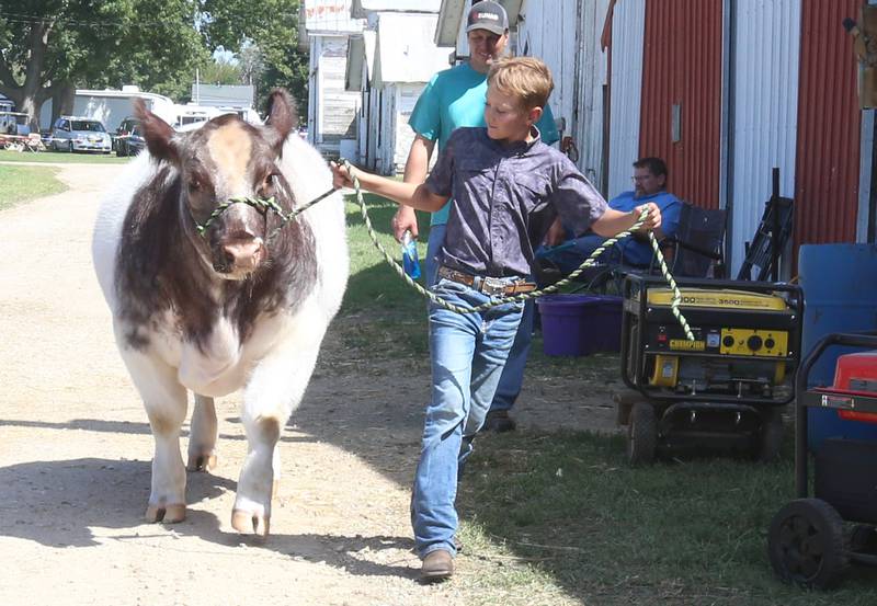 Carter Keller of McNabb walks his Belgian Blue cow for show during the 170th annual Bureau County Fair on Saturday, Aug. 23, 2025 in Princeton.