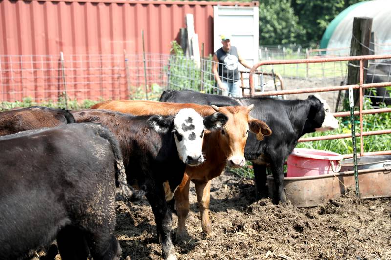 Bob and Marcia Burgin’s six calves escaped out of a fence at their Maple Park farm on July 2, 2023. Two of the calves were recovered that night while the other four were caught over the course of three days by cowboy Wesley Bush of Morrison.
