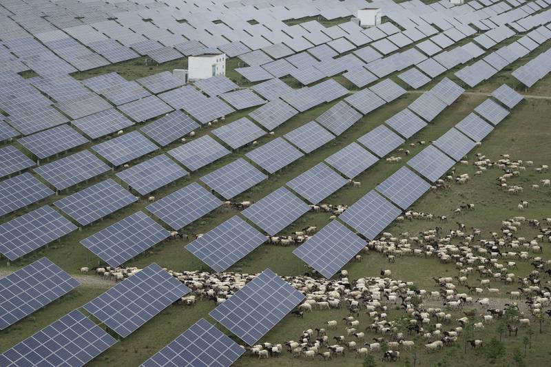 Tibetan sheep graze at a solar farm in Hainan prefecture of western China's Qinghai province on Tuesday, July 1, 2025. (AP Photo/Ng Han Guan)
