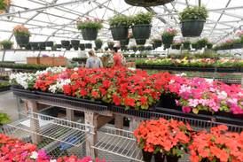 Forreston FFA greenhouse opening day is April 26
